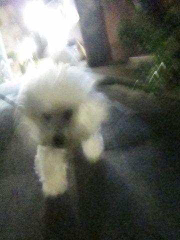 犬ペットホテルおあずかり文京区ビションフリーゼフントヒュッテ東京トリミングサロン関東hundehutteペットサロンビション画像ビションフリーゼトリミング料金73.jpg