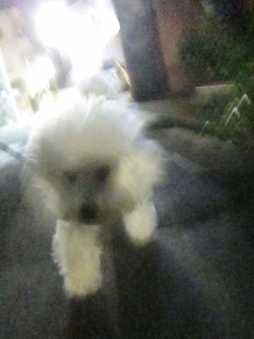 犬ペットホテルおあずかり文京区ビションフリーゼフントヒュッテ東京トリミングサロン関東hundehutteペットサロンビション画像ビションフリーゼトリミング料金74.jpg