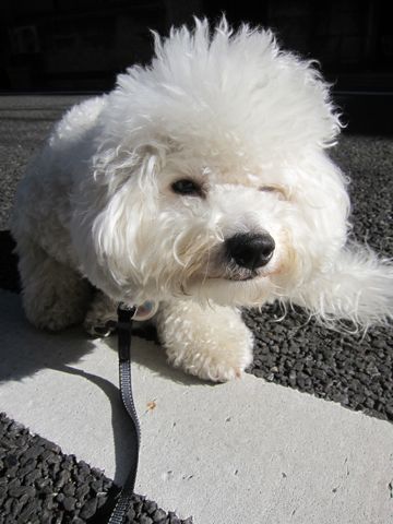 犬ペットホテルおあずかり文京区ビションフリーゼフントヒュッテ東京トリミングサロン関東hundehutteペットサロンビション画像ビションフリーゼトリミング料金77.jpg