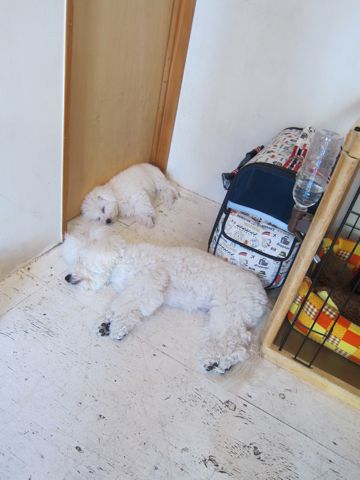 犬ペットホテルおあずかり文京区ビションフリーゼフントヒュッテ東京トリミングサロン関東hundehutteペットサロンビション画像ビションフリーゼトリミング料金79.jpg