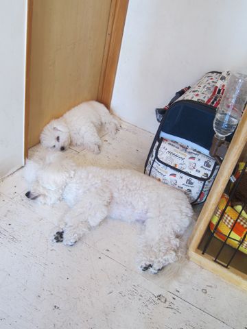 犬ペットホテルおあずかり文京区ビションフリーゼフントヒュッテ東京トリミングサロン関東hundehutteペットサロンビション画像ビションフリーゼトリミング料金80.jpg