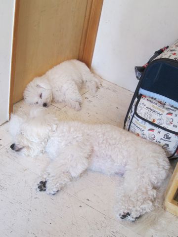 犬ペットホテルおあずかり文京区ビションフリーゼフントヒュッテ東京トリミングサロン関東hundehutteペットサロンビション画像ビションフリーゼトリミング料金81.jpg