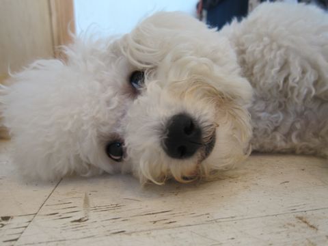 犬ペットホテルおあずかり文京区ビションフリーゼフントヒュッテ東京トリミングサロン関東hundehutteペットサロンビション画像ビションフリーゼトリミング料金82.jpg