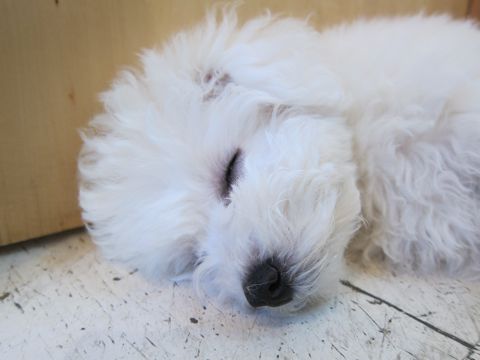 犬ペットホテルおあずかり文京区ビションフリーゼフントヒュッテ東京トリミングサロン関東hundehutteペットサロンビション画像ビションフリーゼトリミング料金83.jpg