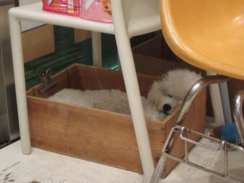 犬ペットホテルおあずかり文京区ビションフリーゼフントヒュッテ東京トリミングサロン関東hundehutteペットサロンビション画像ビションフリーゼトリミング料金85.jpg