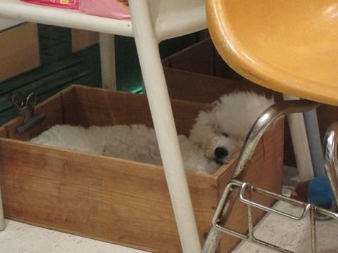 犬ペットホテルおあずかり文京区ビションフリーゼフントヒュッテ東京トリミングサロン関東hundehutteペットサロンビション画像ビションフリーゼトリミング料金86.jpg