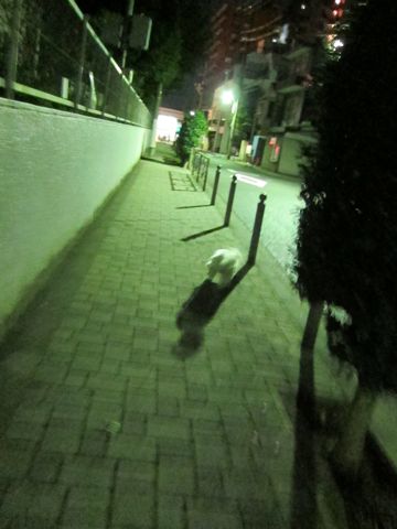 犬ペットホテルおあずかり文京区ビションフリーゼフントヒュッテ東京トリミングサロン関東hundehutteペットサロンビション画像ビションフリーゼトリミング料金87.jpg