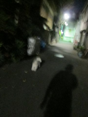 犬ペットホテルおあずかり文京区ビションフリーゼフントヒュッテ東京トリミングサロン関東hundehutteペットサロンビション画像ビションフリーゼトリミング料金90.jpg