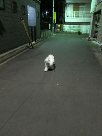 犬ペットホテルおあずかり文京区ビションフリーゼフントヒュッテ東京トリミングサロン関東hundehutteペットサロンビション画像ビションフリーゼトリミング料金92.jpg