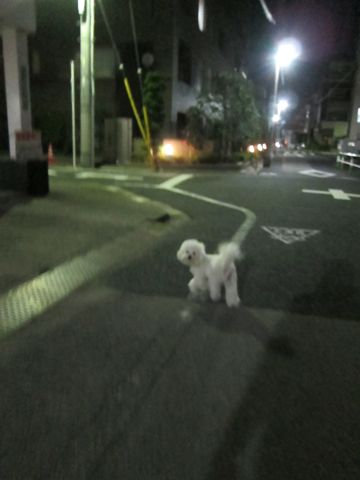 犬ペットホテルおあずかり文京区ビションフリーゼフントヒュッテ東京トリミングサロン関東hundehutteペットサロンビション画像ビションフリーゼトリミング料金94.jpg