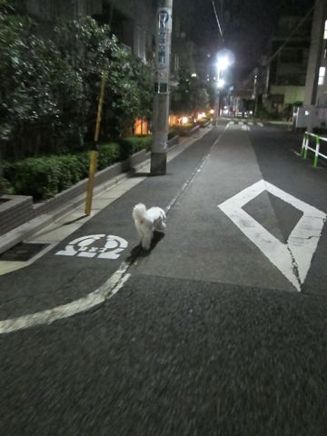 犬ペットホテルおあずかり文京区ビションフリーゼフントヒュッテ東京トリミングサロン関東hundehutteペットサロンビション画像ビションフリーゼトリミング料金95.jpg