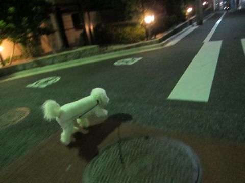 犬ペットホテルおあずかり文京区ビションフリーゼフントヒュッテ東京トリミングサロン関東hundehutteペットサロンビション画像ビションフリーゼトリミング料金96.jpg