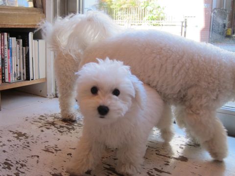 犬ペットホテルおあずかり文京区ビションフリーゼフントヒュッテ東京トリミングサロン関東hundehutteペットサロンビション画像ビションフリーゼトリミング料金100.jpg