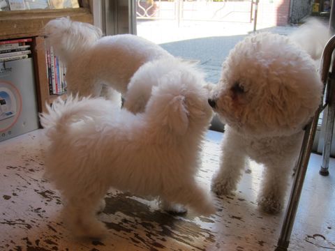 犬ペットホテルおあずかり文京区ビションフリーゼフントヒュッテ東京トリミングサロン関東hundehutteペットサロンビション画像ビションフリーゼトリミング料金102.jpg