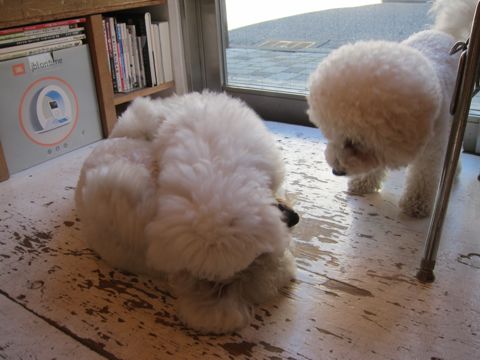 犬ペットホテルおあずかり文京区ビションフリーゼフントヒュッテ東京トリミングサロン関東hundehutteペットサロンビション画像ビションフリーゼトリミング料金103.jpg