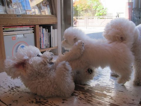犬ペットホテルおあずかり文京区ビションフリーゼフントヒュッテ東京トリミングサロン関東hundehutteペットサロンビション画像ビションフリーゼトリミング料金104.jpg