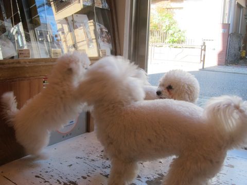 犬ペットホテルおあずかり文京区ビションフリーゼフントヒュッテ東京トリミングサロン関東hundehutteペットサロンビション画像ビションフリーゼトリミング料金106.jpg