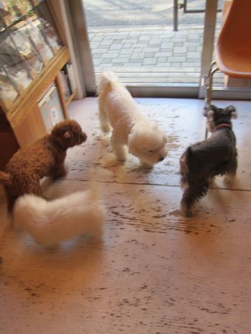 犬ペットホテルおあずかり文京区ビションフリーゼフントヒュッテ東京トリミングサロン関東hundehutteペットサロンビション画像ビションフリーゼトリミング料金107.jpg