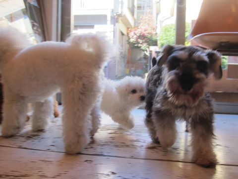 犬ペットホテルおあずかり文京区ビションフリーゼフントヒュッテ東京トリミングサロン関東hundehutteペットサロンビション画像ビションフリーゼトリミング料金108.jpg