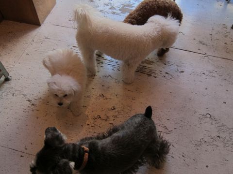 犬ペットホテルおあずかり文京区ビションフリーゼフントヒュッテ東京トリミングサロン関東hundehutteペットサロンビション画像ビションフリーゼトリミング料金109.jpg