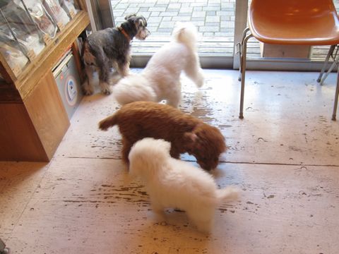 犬ペットホテルおあずかり文京区ビションフリーゼフントヒュッテ東京トリミングサロン関東hundehutteペットサロンビション画像ビションフリーゼトリミング料金110.jpg