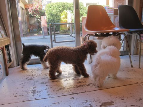 犬ペットホテルおあずかり文京区ビションフリーゼフントヒュッテ東京トリミングサロン関東hundehutteペットサロンビション画像ビションフリーゼトリミング料金112.jpg