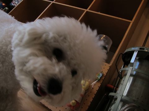 犬ペットホテルおあずかり文京区ビションフリーゼフントヒュッテ東京トリミングサロン関東hundehutteペットサロンビション画像ビションフリーゼトリミング料金113.jpg