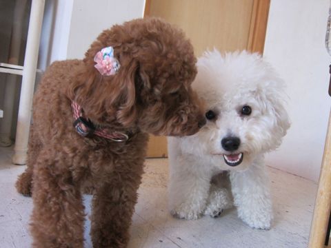 犬ペットホテルおあずかり文京区ビションフリーゼフントヒュッテ東京トリミングサロン関東hundehutteペットサロンビション画像ビションフリーゼトリミング料金114.jpg