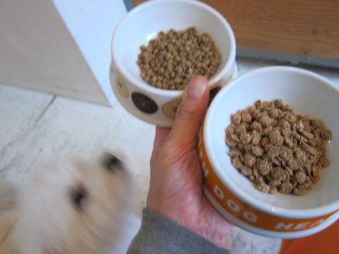 ビションフリーゼトリミング文京区フントヒュッテトリミングサロン東京ビションフリーゼカットスタイルモデル犬ハーブパック効果ペットサロン駒込犬歯磨き152.jpg