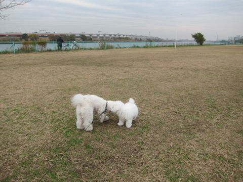 ビションフリーゼトリミング文京区フントヒュッテトリミングサロン東京ビションフリーゼカットスタイルモデル犬ハーブパック効果ペットサロン駒込犬歯磨き159.jpg