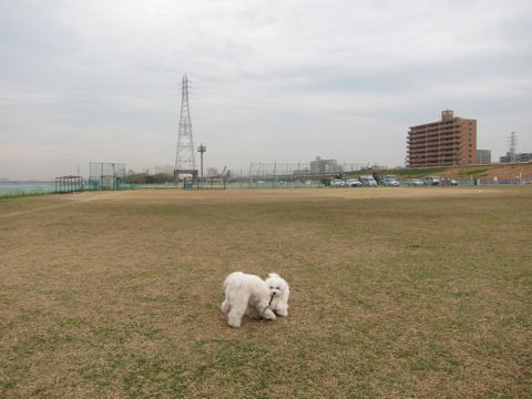 ビションフリーゼトリミング文京区フントヒュッテトリミングサロン東京ビションフリーゼカットスタイルモデル犬ハーブパック効果ペットサロン駒込犬歯磨き168.jpg