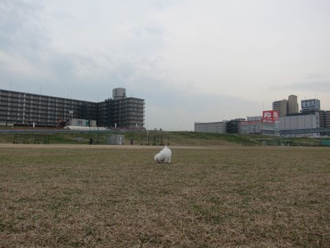 ビションフリーゼトリミング文京区フントヒュッテトリミングサロン東京ビションフリーゼカットスタイルモデル犬ハーブパック効果ペットサロン駒込犬歯磨き169.jpg