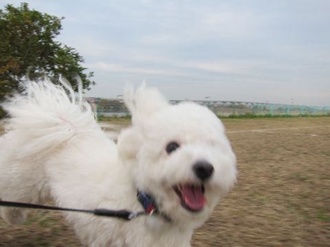 ビションフリーゼトリミング文京区フントヒュッテトリミングサロン東京ビションフリーゼカットスタイルモデル犬ハーブパック効果ペットサロン駒込犬歯磨き172.jpg