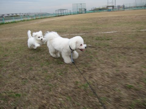 ビションフリーゼトリミング文京区フントヒュッテトリミングサロン東京ビションフリーゼカットスタイルモデル犬ハーブパック効果ペットサロン駒込犬歯磨き173.jpg