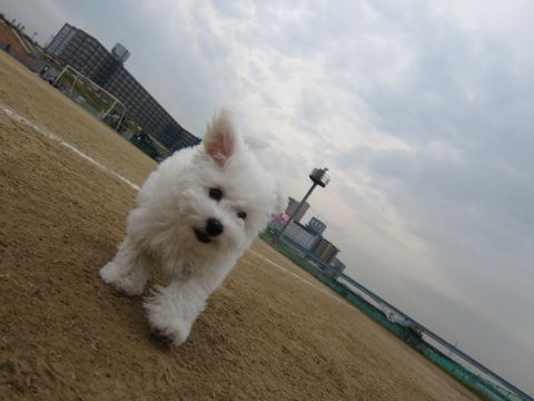 ビションフリーゼトリミング文京区フントヒュッテトリミングサロン東京ビションフリーゼカットスタイルモデル犬ハーブパック効果ペットサロン駒込犬歯磨き184.jpg
