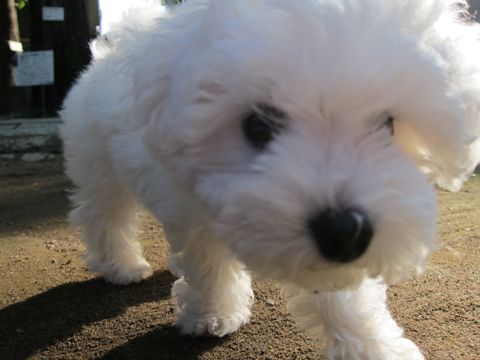 ӥե꡼եȥҥå襤ӥե꡼Ҹ줳ʸhundehutteӥե꡼Bichon Friseӥե꡼ʤΤ᥹Ҹ177.jpg