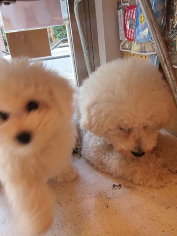ビションフリーゼフントヒュッテ東京かわいいビションフリーゼ子犬関東こいぬ文京区hundehutteビションフリーゼ画像Bichon Friseビションフリーゼおんなのこメス子犬 265.jpg