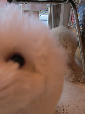 ビションフリーゼフントヒュッテ東京かわいいビションフリーゼ子犬関東こいぬ文京区hundehutteビションフリーゼ画像Bichon Friseビションフリーゼおんなのこメス子犬 266.jpg