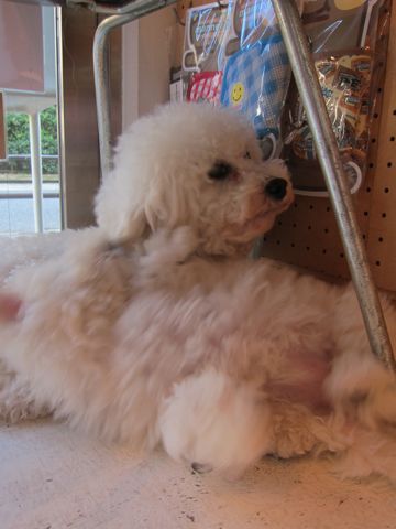 ビションフリーゼフントヒュッテ東京かわいいビションフリーゼ子犬関東こいぬ文京区hundehutteビションフリーゼ画像Bichon Friseビションフリーゼおんなのこメス子犬 267.jpg