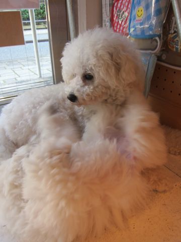ビションフリーゼフントヒュッテ東京かわいいビションフリーゼ子犬関東こいぬ文京区hundehutteビションフリーゼ画像Bichon Friseビションフリーゼおんなのこメス子犬 268.jpg