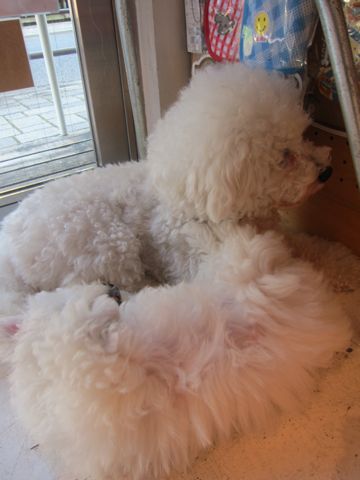 ビションフリーゼフントヒュッテ東京かわいいビションフリーゼ子犬関東こいぬ文京区hundehutteビションフリーゼ画像Bichon Friseビションフリーゼおんなのこメス子犬 269.jpg
