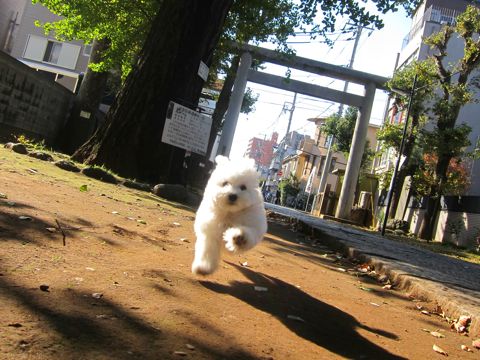 ¥Ó¥·¥ç¥ó¥Õ¥ê¡¼¥¼¥Õ¥ó¥È¥Ò¥å¥Ã¥ÆÅìµþ¤«¤ï¤¤¤¤¥Ó¥·¥ç¥ó¥Õ¥ê¡¼¥¼»Ò¸¤´ØÅ줳¤¤¤Ìʸµþ¶èhundehutte¥Ó¥·¥ç¥ó¥Õ¥ê¡¼¥¼²èÁüBichon Frise¥Ó¥·¥ç¥ó¥Õ¥ê¡¼¥¼¤ª¤ó¤Ê¤Î¤³¥á¥¹»Ò¸¤¡¡281.jpg