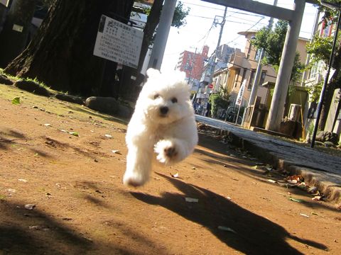¥Ó¥·¥ç¥ó¥Õ¥ê¡¼¥¼¥Õ¥ó¥È¥Ò¥å¥Ã¥ÆÅìµþ¤«¤ï¤¤¤¤¥Ó¥·¥ç¥ó¥Õ¥ê¡¼¥¼»Ò¸¤´ØÅ줳¤¤¤Ìʸµþ¶èhundehutte¥Ó¥·¥ç¥ó¥Õ¥ê¡¼¥¼²èÁüBichon Frise¥Ó¥·¥ç¥ó¥Õ¥ê¡¼¥¼¤ª¤ó¤Ê¤Î¤³¥á¥¹»Ò¸¤¡¡283.jpg