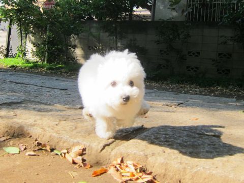 ӥե꡼եȥҥå襤ӥե꡼Ҹ줳ʸhundehutteӥե꡼Bichon Friseӥե꡼ʤΤ᥹Ҹ290.jpg