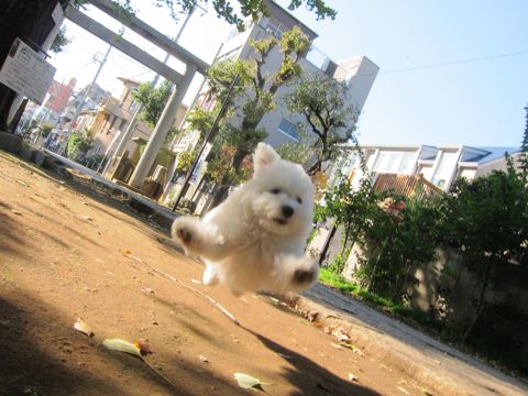 ¥Ó¥·¥ç¥ó¥Õ¥ê¡¼¥¼¥Õ¥ó¥È¥Ò¥å¥Ã¥ÆÅìµþ¤«¤ï¤¤¤¤¥Ó¥·¥ç¥ó¥Õ¥ê¡¼¥¼»Ò¸¤´ØÅ줳¤¤¤Ìʸµþ¶èhundehutte¥Ó¥·¥ç¥ó¥Õ¥ê¡¼¥¼²èÁüBichon Frise¥Ó¥·¥ç¥ó¥Õ¥ê¡¼¥¼¤ª¤ó¤Ê¤Î¤³¥á¥¹»Ò¸¤¡¡294.jpg