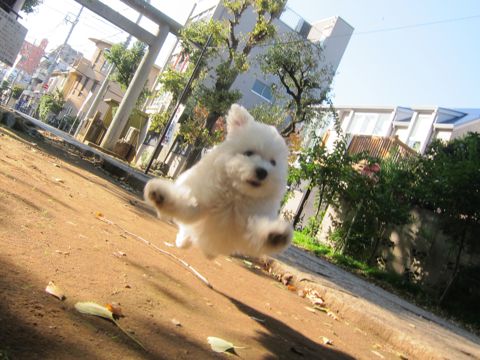 ¥Ó¥·¥ç¥ó¥Õ¥ê¡¼¥¼¥Õ¥ó¥È¥Ò¥å¥Ã¥ÆÅìµþ¤«¤ï¤¤¤¤¥Ó¥·¥ç¥ó¥Õ¥ê¡¼¥¼»Ò¸¤´ØÅ줳¤¤¤Ìʸµþ¶èhundehutte¥Ó¥·¥ç¥ó¥Õ¥ê¡¼¥¼²èÁüBichon Frise¥Ó¥·¥ç¥ó¥Õ¥ê¡¼¥¼¤ª¤ó¤Ê¤Î¤³¥á¥¹»Ò¸¤¡¡295.jpg