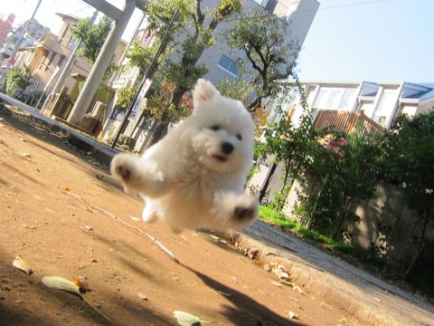 ¥Ó¥·¥ç¥ó¥Õ¥ê¡¼¥¼¥Õ¥ó¥È¥Ò¥å¥Ã¥ÆÅìµþ¤«¤ï¤¤¤¤¥Ó¥·¥ç¥ó¥Õ¥ê¡¼¥¼»Ò¸¤´ØÅ줳¤¤¤Ìʸµþ¶èhundehutte¥Ó¥·¥ç¥ó¥Õ¥ê¡¼¥¼²èÁüBichon Frise¥Ó¥·¥ç¥ó¥Õ¥ê¡¼¥¼¤ª¤ó¤Ê¤Î¤³¥á¥¹»Ò¸¤¡¡296.jpg