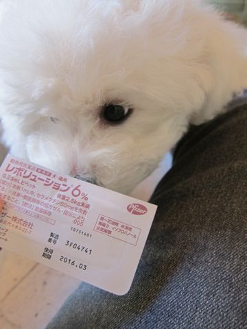 ビションフリーゼフントヒュッテ東京かわいいビションフリーゼ子犬関東こいぬ文京区hundehutteビションフリーゼ画像Bichon Friseビションフリーゼおんなのこメス子犬 389.jpg