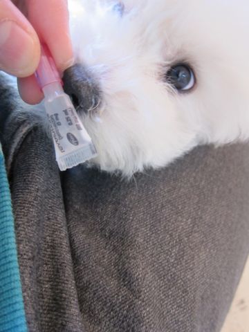 ビションフリーゼフントヒュッテ東京かわいいビションフリーゼ子犬関東こいぬ文京区hundehutteビションフリーゼ画像Bichon Friseビションフリーゼおんなのこメス子犬 390.jpg