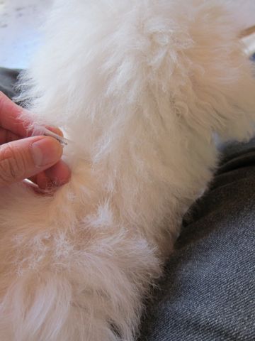 ビションフリーゼフントヒュッテ東京かわいいビションフリーゼ子犬関東こいぬ文京区hundehutteビションフリーゼ画像Bichon Friseビションフリーゼおんなのこメス子犬 391.jpg